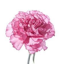 New users enjoy 60% off. Pink Carnation Symbolizes The Love Of A Woman Or A Mother Bloemen