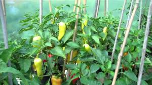 Their flavor is mild and tangy. Sweet Peppers Grown In Pots Youtube