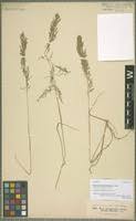 Image result for Eragrostis gangetica