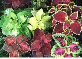 Image result for Thomandersiaceae