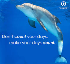 Don T Count Your Days Make Your Days Count Clearwater Marine Aquarium Marine Aquarium Dolphin Quotes