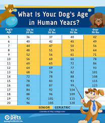 Dog Years How To Convert Your Dog S Age To Human Years Dogtime
