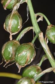 Image result for Ornithogalum flexuosum