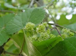 Image result for Vincetoxicum monticola