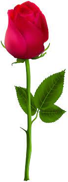 Red Rose Png Clip Art Image Red Rose Png Rose Flower Png Beautiful Rose Flowers