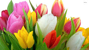 Select your favorite images and download them for use as wallpaper for your desktop or phone. High Resolution Nature Flower Tulip Wallpapers Hd 2 Full Size Desktop Background