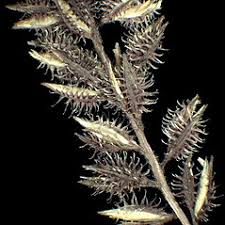 Image result for Tragus koelerioides