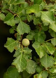 Image result for Commiphora africana