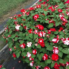 Image result for Impatiens keilii