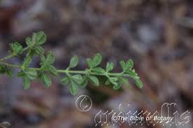 Image result for Zeuxine elongata