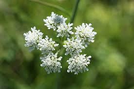 Image result for Oenanthe mildbraedii