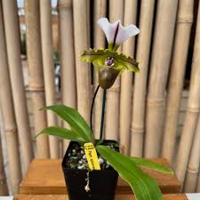 Image result for Paphiopedilum