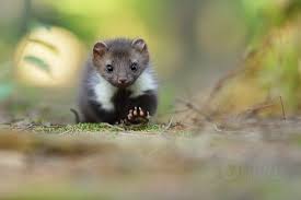 Image result for kuna lesní obrázky