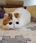 Exotic Shorthair Kittens For Sale