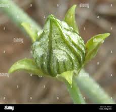 Image result for Coccinia sessilifolia