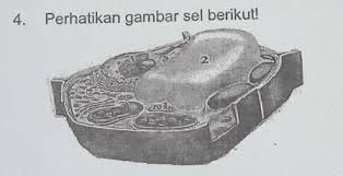 Klorofil yang berada di dalam organel ini mempunyai nama lain sebagai kloroplas dan klorofil mempunyai tugas dalam penyerapan cahaya ketika proses fotosintesis. Berdasarkan Gambar Di Samping Organel Sel Yang Berperan Dalam Proses Fotosintesis Pada Tumbuhan Brainly Co Id