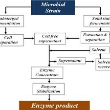 Flow Chart Of Leather Tanning Process Download Scientific