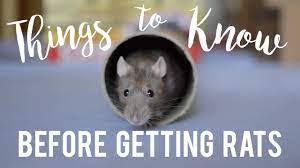 We did not find results for: Rat Care For Beginners Youtube