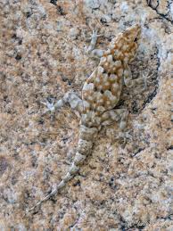 Image result for Oryzidium barnardii