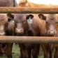 Moose Creek Red Angus Dispersal event image