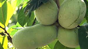 The pawpaw is the largest edible fruit native to america. The Pawpaw Patch Making It Grow Youtube
