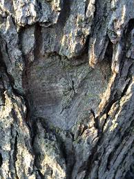 Sometimes leaves are dried and ground into a powder, then made into a tea. Tree Bark Wise Old Medicine Hawthorn Herbals