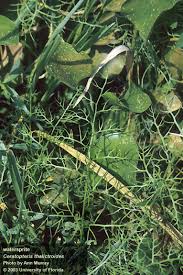 Image result for Ceratopteris thalictroides