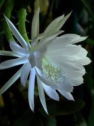 Queen Of The Night The Night Blooming Cereus Is Also Referred To As Princess Of The Night Moon Garden Night Blooming Flowers Plants