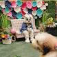 Pet Night with the Bunny