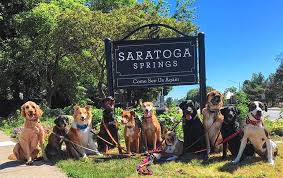 tail wagging welcome 4 great upstate ny cities to vacation with your dog with images dog friendly vacation dog travel ny vacation pinterest