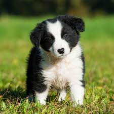 All our crew are health tested and we are committed to breeding and paring only the best. 1 Border Collie Puppies For Sale In Portland Or Uptown