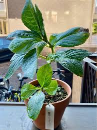 観察記録継続中 挿し木をやってみた 紫陽花 ポップコーン Greensnap グリーンスナップ