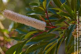 Image result for Cunonia capensis