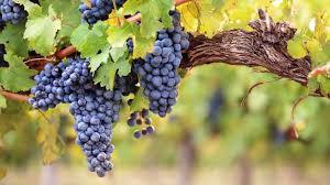 Image result for Vitis