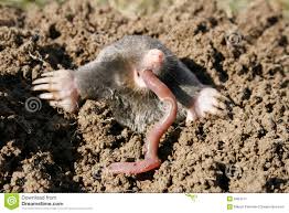 Les sols remplis de vers de terre sont riches, leur terre est. Taupe Affamee Image Stock Image Du Zone Tueur Verticale 8464111