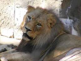 They stand from 3.5 to 4 feet tall on average, with a maximum height of 4.4 feet. Unique Facts About Africa Lions