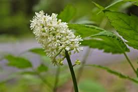 Image result for Walleria mackenziei