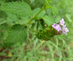Image result for Lantana rugosa