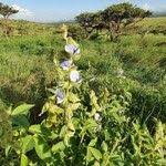 Image result for Crotalaria polysperma