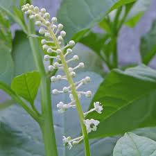 Image result for Phytolacca
