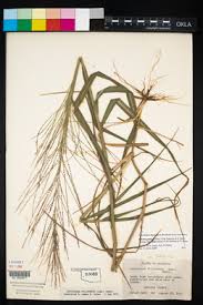 Image result for Leptochloa panicea