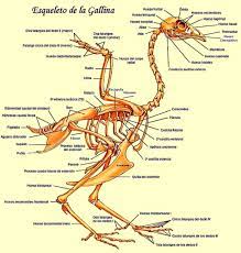Anatomia Del Pollo Noticias Agropecuarias Yucca Plantas