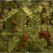 Image result for Tamarindus