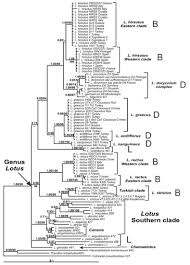 Image result for Antopetitia abyssinica