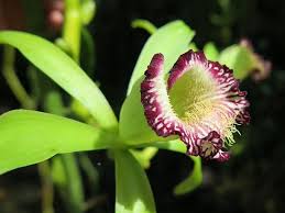 Image result for Vanilla roscheri