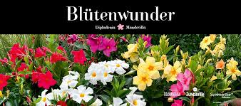 Image result for dipladenie suaveolens obrázek