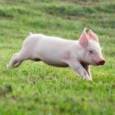 i love pigs cute pigs pet pigs baby pigs