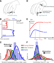 Decrease in Muscle Contraction Time Complements Neural Maturation in the  Development of Dynamic Manipulation
