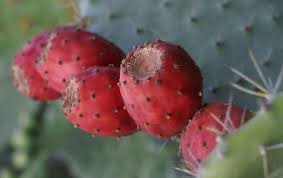 Opuntia Dejecta Opuntie Botanischer Garten Catania Botanic Garden Catania Nopalea Dejecta Garten Catania Fruit