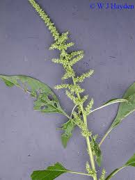 Image result for Amaranthus hybridus